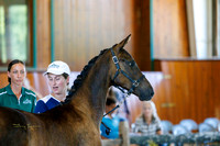 St Sascha HTF-ahshtf0724-03