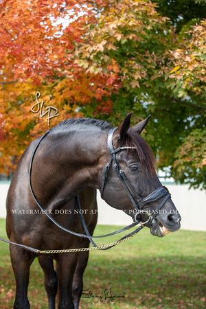 Finnick portraits-NASST2022-16