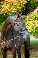 Finnick portraits-NASST2022-10