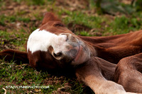 Equine Fine Art