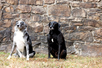 Pups-FMF1124-02