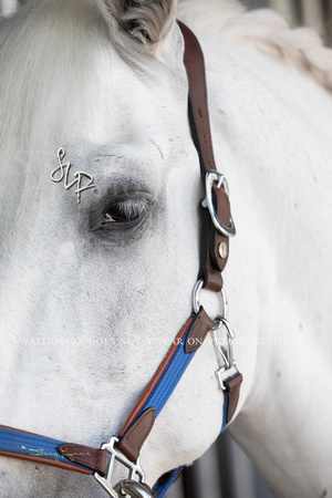 Horse by Horse-HBH0422-151