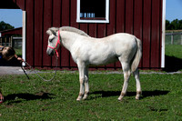 Foal 1 - FMF081820-03