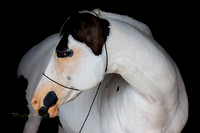 Ghost-tf0824-12